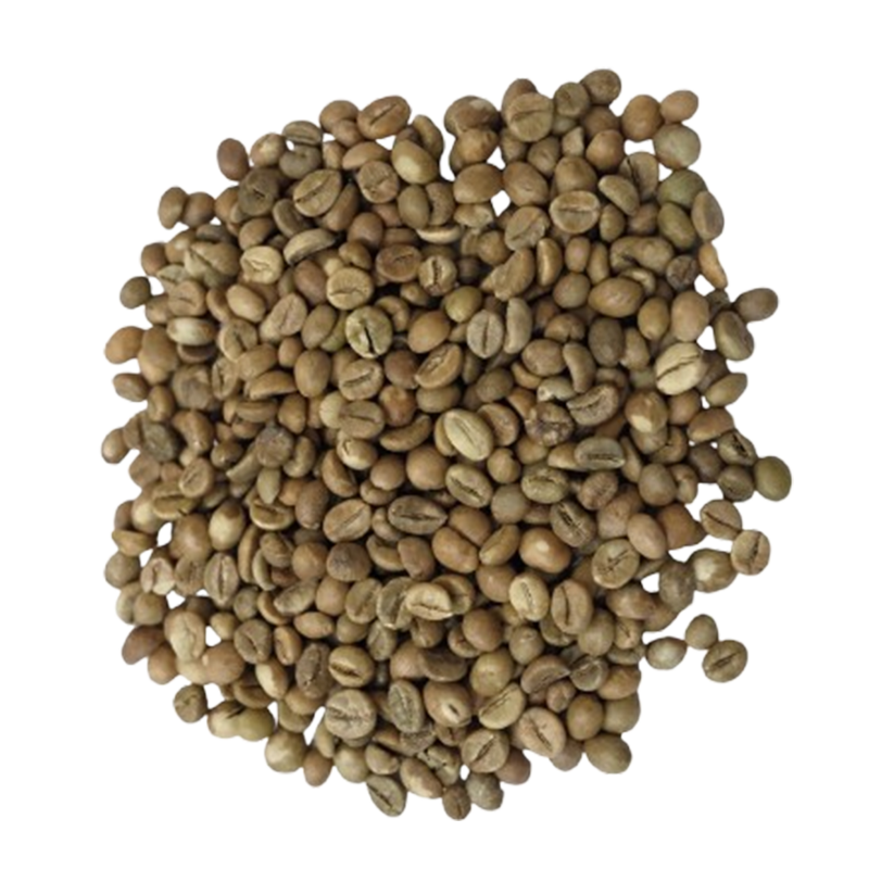 Robusta